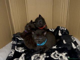 Maine Coon cats Maine Coon Kittens - Advert 5