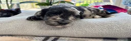 Cockapoo dogs for sale: 🐾❤️ Exceptional F1 Cockapoo Puppies ❤️🐾 - Advert 7