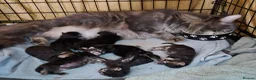 Maine Coon cats for sale: Beautiful maine coon kittens  - Advert 7