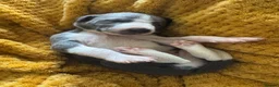 Whippet dogs for sale: 🐾 Exceptional KC Registered Whippet Puppies - Advert 18