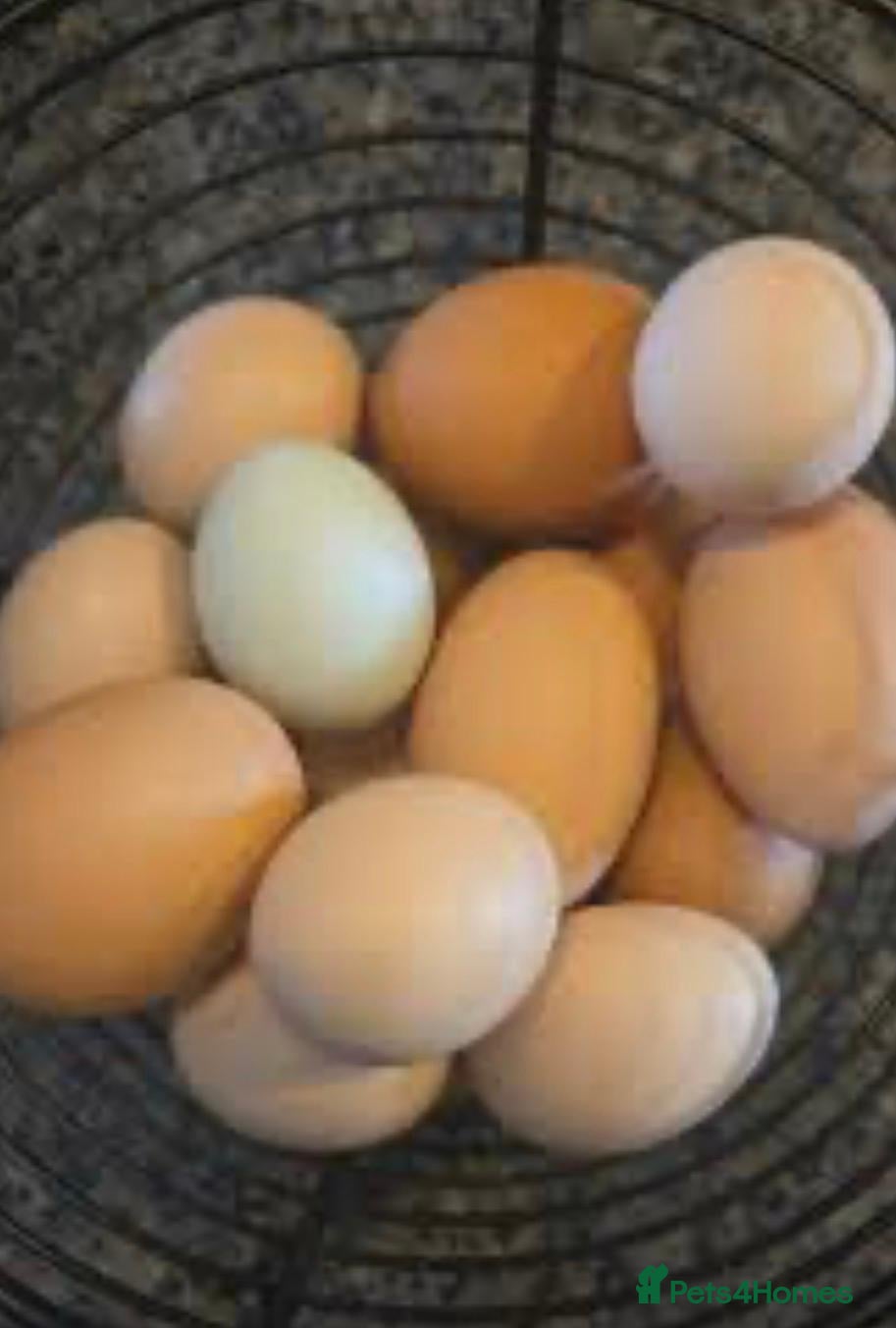 Chickens poultry Brahma ,silkie ,easter egger,pure and mixed breed - Advert 1