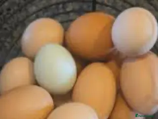 Chickens poultry Brahma ,silkie ,easter egger,pure and mixed breed - Advert 1