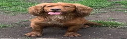 Cocker Spaniel dogs for sale: 2 boys ready now  - Advert 9