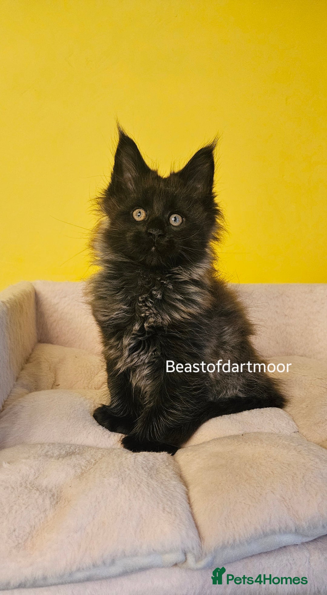 Maine Coon cats for sale: TICA Registered Maine Coon Kittens  - Advert 10