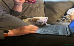 Chug dogs for sale: 1yr chug - Image 2