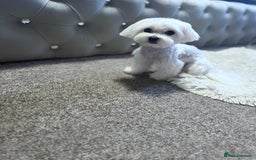 Maltese dogs for sale: ✨Exquisite KC 15 CH Maltese Brother & Sister💙💖 ✨ in Ipswich - Image 9