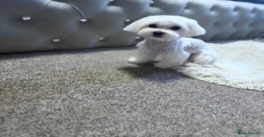 Maltese dogs in Ipswich - Advert 4