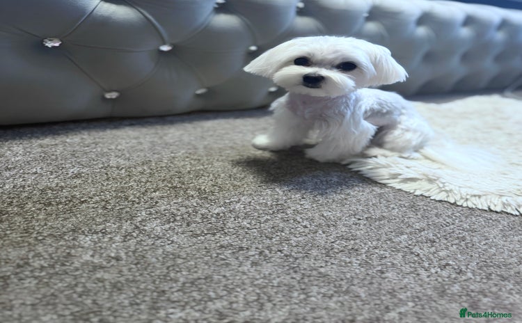 Maltese dogs in Ipswich - Advert 1