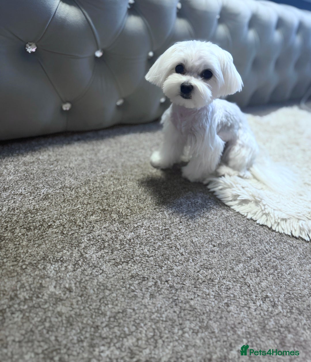Maltese dogs for sale: ✨Exquisite KC 15 CH Maltese Brother & Sister💙💖 ✨ in Ipswich - Image 9