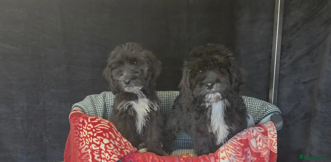 Cockapoo dogs for sale: Adorable cockapoo puppys READY NOW  - Advert 1