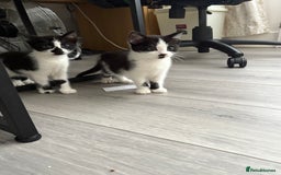 Mixed Breed cats for sale: Kittens  - Image 5