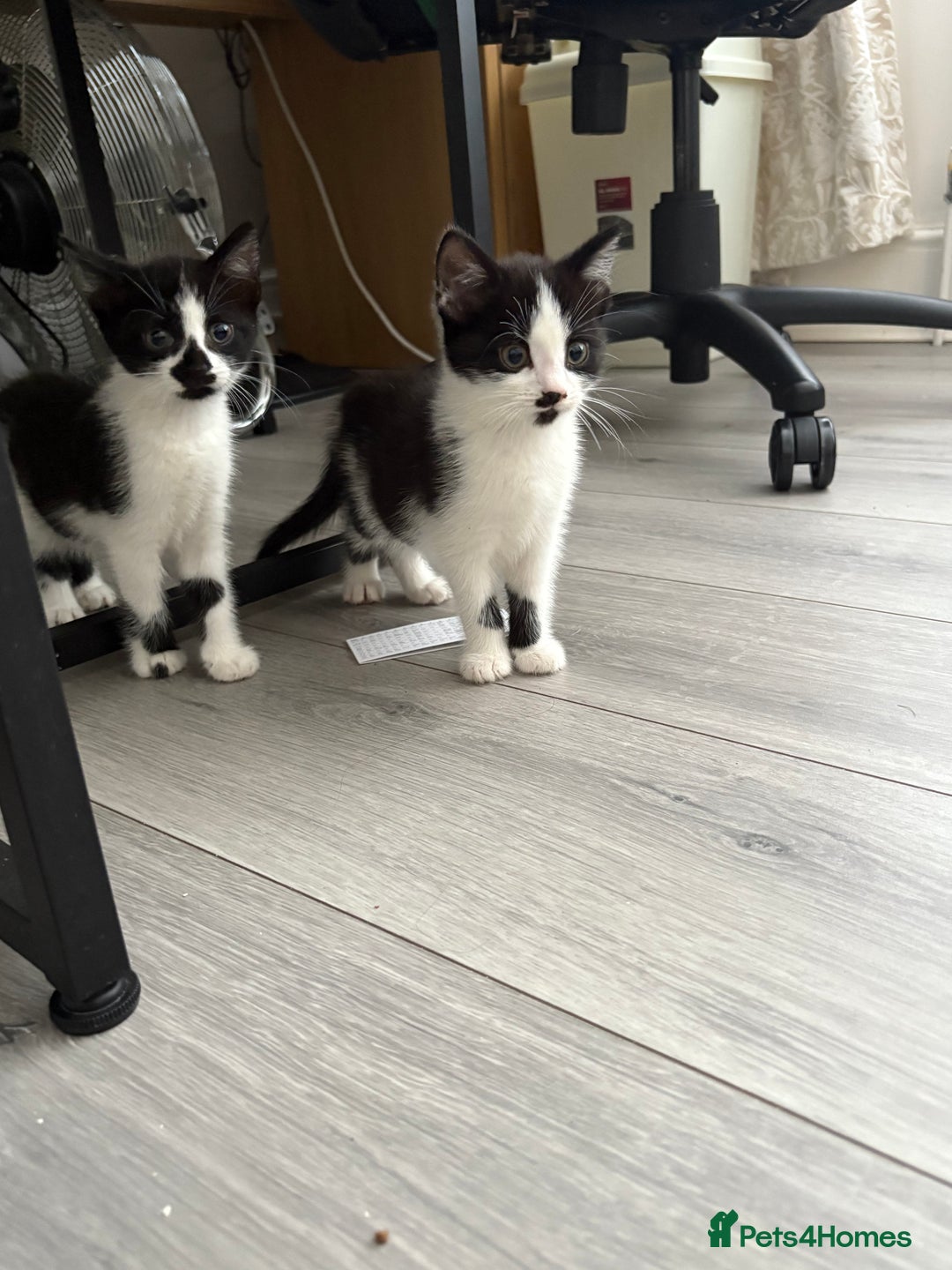 Mixed Breed cats for sale: Kittens  - Image 5