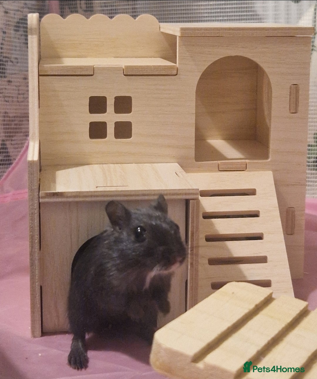 Gerbil rodents for sale: 3 gerbils & accessories for sale - Image 9