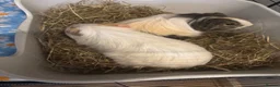 Guinea Pig rodents for sale: 4 male guinea pigs  - Advert 3