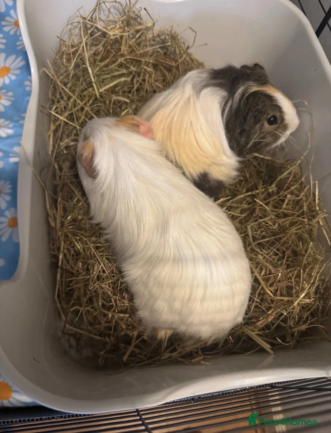 Guinea Pig rodents for sale: 4 male guinea pigs  - Advert 3