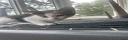 Savannah cats for sale: 5 stunning kittens  in Romford - Advert 3