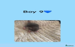 Rat rodents for sale: Beautiful baby rats looking for forever homes! - Image 19