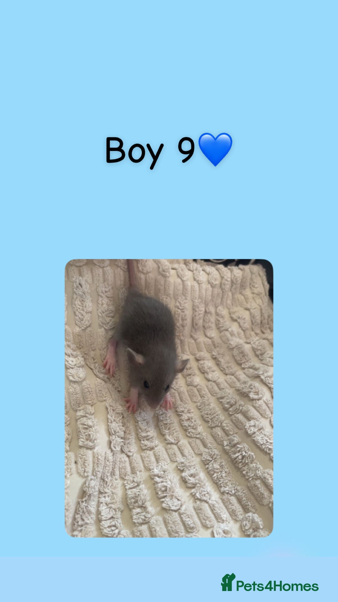 Rat rodents for sale: Beautiful baby rats looking for forever homes! - Image 19