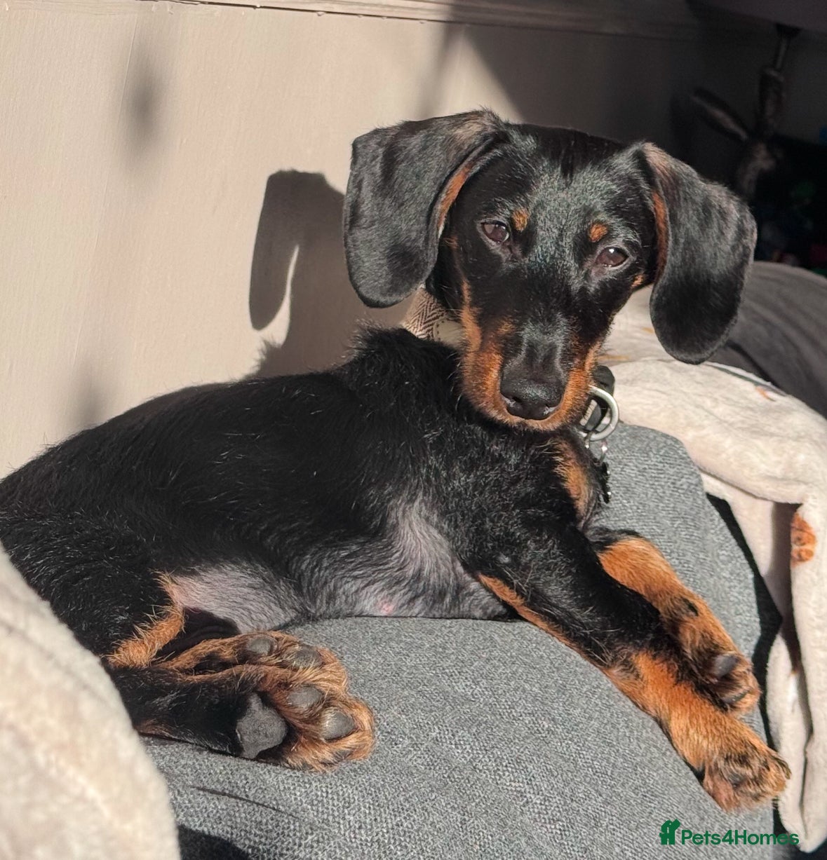 Dachshund dogs 1 year old male dachshund  - Advert 6