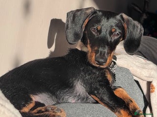 Dachshund dogs - Advert 23