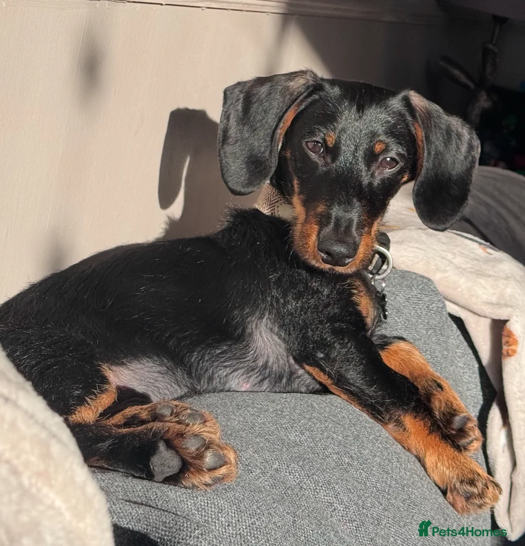 Dachshund dogs for sale: 1 year old male dachshund  - Advert 1