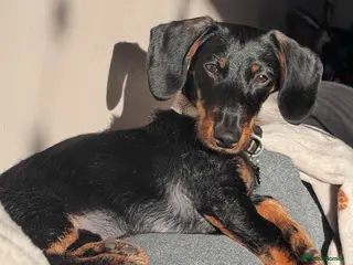 Dachshund dogs 1 year old male dachshund - Advert 2