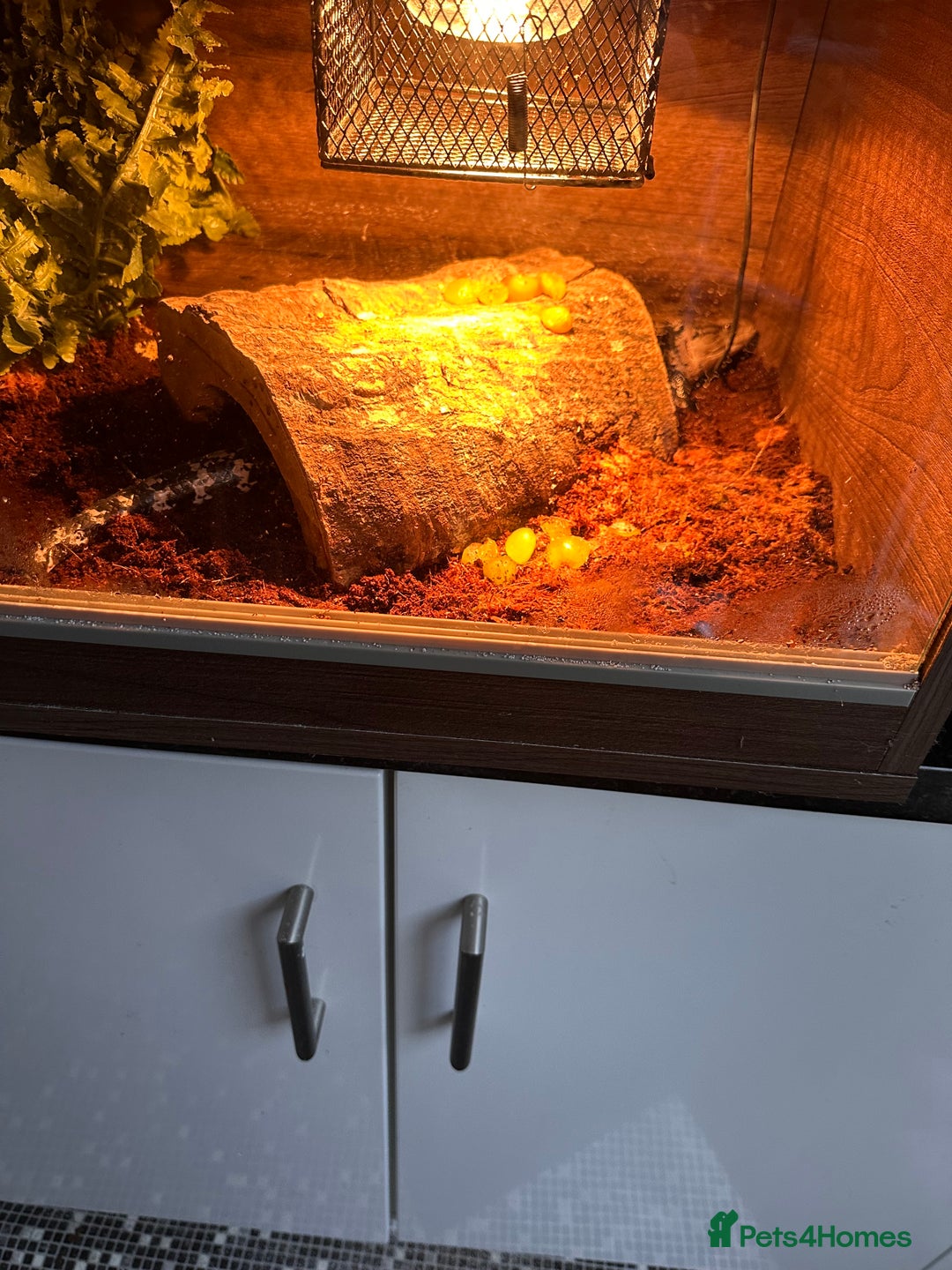 Skink reptiles for sale: Male adult blue tongue skink - Advert 4