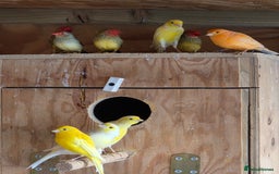 Canaries birds for sale: Canary - Advert 1