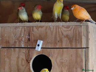 Canaries birds Canary - Advert 1