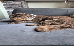 Mixed Breed dogs for sale: 12 month old havapoo - Image 3