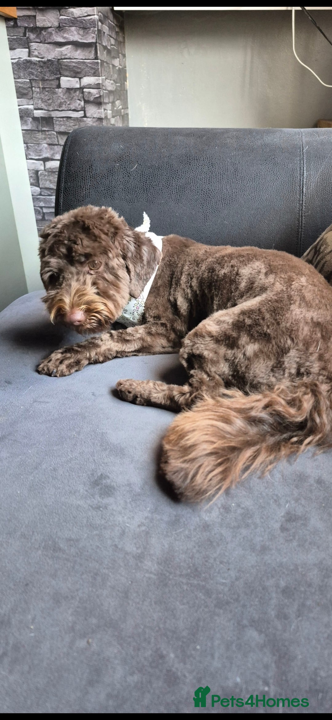 Mixed Breed dogs for sale: 12 month old havapoo - Image 3