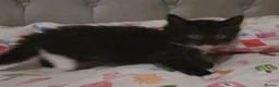 Mixed Breed cats for sale: Adorable Fluffy kittens  - Advert 12