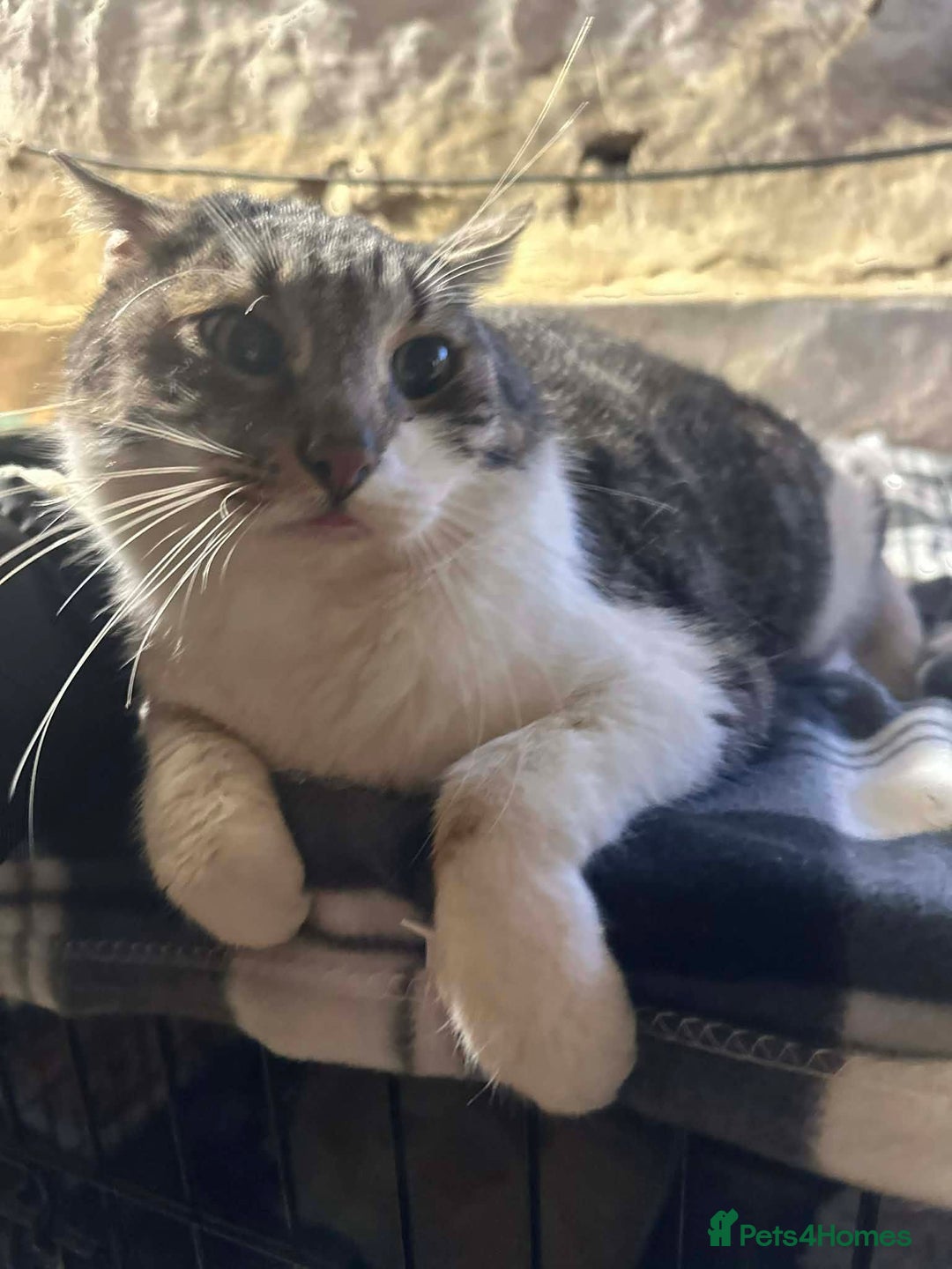 Mixed Breed cats for adoption: Mercury for adoption - Advert 3