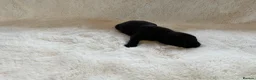 Labrador Retriever dogs for sale: DNA tested KC reg Labrador puppies - Advert 6