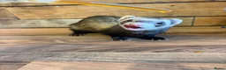 Ferret rodents for sale: Female ferret  in Cwmbran - Advert 1
