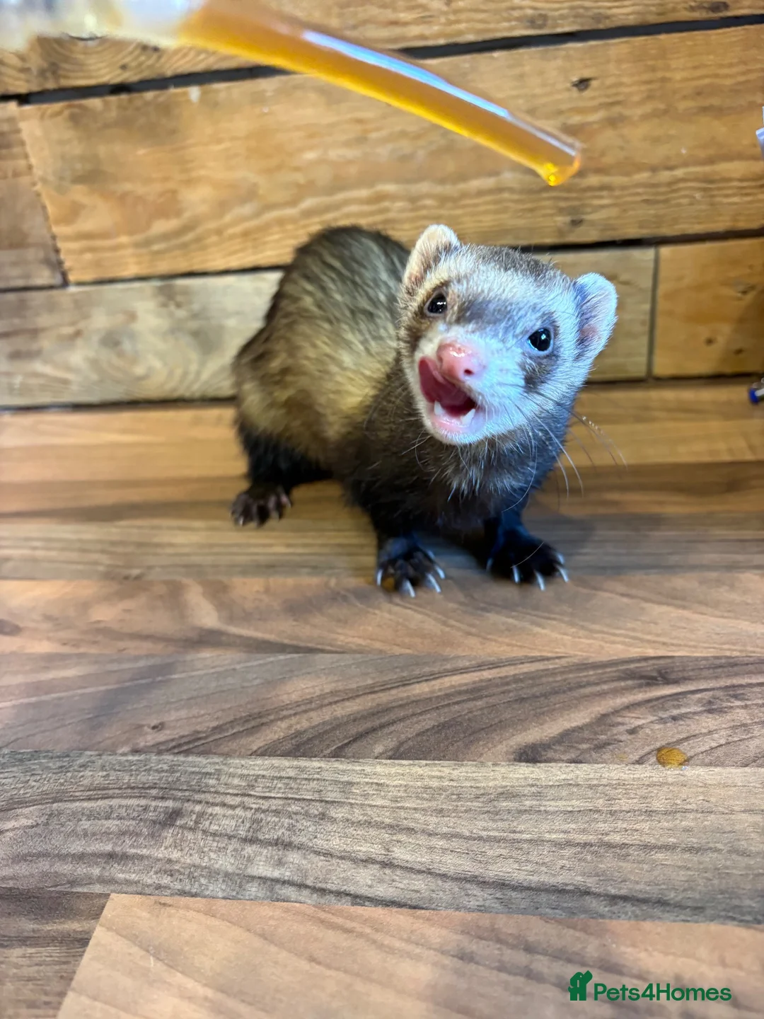 Ferret rodents for sale: Female ferret  in Cwmbran - Advert 1