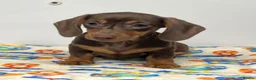 Miniature Dachshund dogs for sale: Dachshund puppy’s  - Advert 2