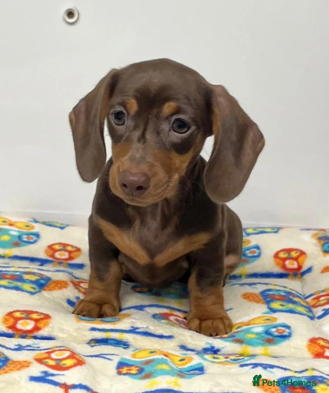 Miniature Dachshund dogs for sale: Dachshund puppy’s  - Advert 2