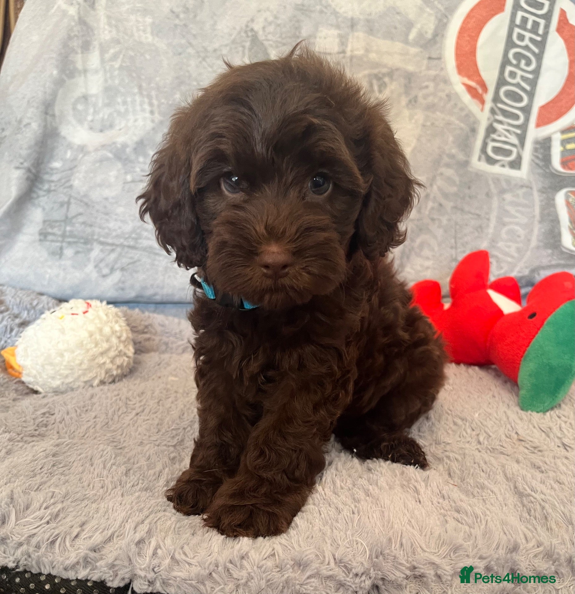 Cockapoo dogs 💙Beautiful,super friendly,Cockapoo F1 Puppies  - Advert 8