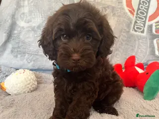 Cockapoo dogs 💙Beautiful,super friendly,Cockapoo F1 Puppies - Advert 8