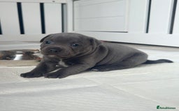 Staffordshire Bull Terrier dogs for sale: Health tested KC Staffordshire Bullterrier puppy’s - Image 9