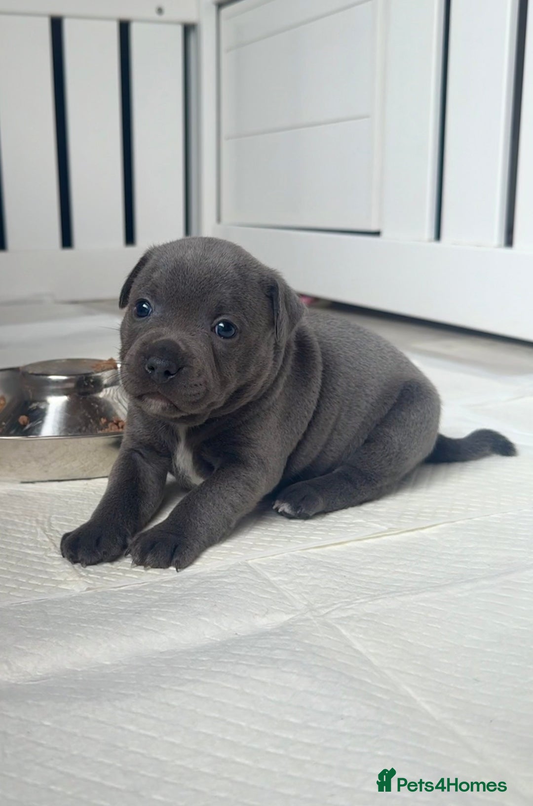 Staffordshire Bull Terrier dogs for sale: Health tested KC Staffordshire Bullterrier puppy’s - Image 9