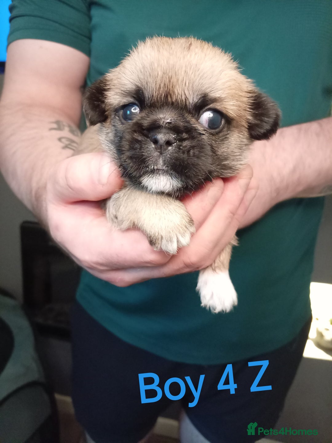 Mixed Breed dogs for sale: Pug x Shih Tzu Pug zu shih pug puppies - Image 19