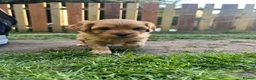 Cavapoo dogs for sale: Ready now, 1 Cavapoo puppy - Advert 20
