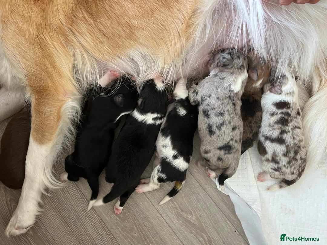 Border Collie dogs for sale: Border Collie pup- Merle, Black, Chocolate, Blonde - Image 2