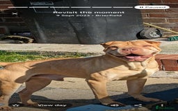 Mixed Breed dogs for sale: Belgian Malinois X Shar-pei puppies  - Image 5
