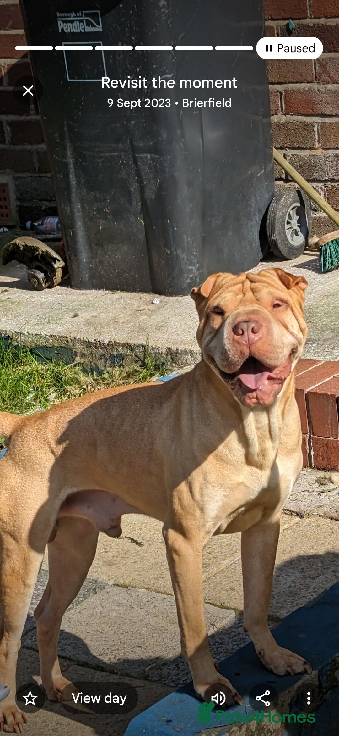 Mixed Breed dogs for sale: Belgian Malinois X Shar-pei puppies  - Image 5