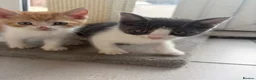 Scottish Fold cats for sale: 🐾 Beautiful Scottish Mix Kittens 🐾 - Advert 12