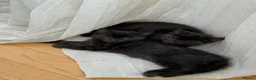 Mixed Breed cats for sale: Two beautiful kittens looking for loving homes in Staines - Advert 4