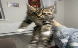 British Shorthair cats for sale: 4 beautiful female kittens  - Image 5